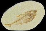 Bargain, Fossil Fish (Diplomystus) - Green River Formation #120663-1